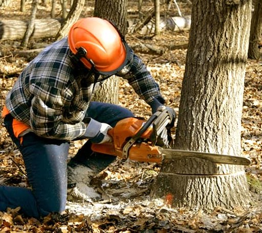 Tree Removal in Wallingford, CT